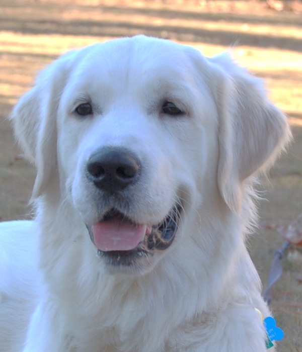 SIRE LIDO WHITE GOLDEN RETRIEVER