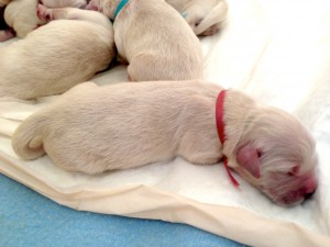 English Cream Puppies