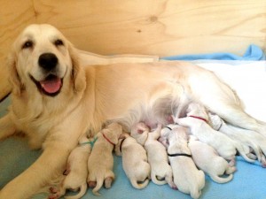 Mom and her newborn pups