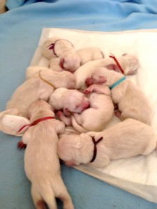 A few puppies left