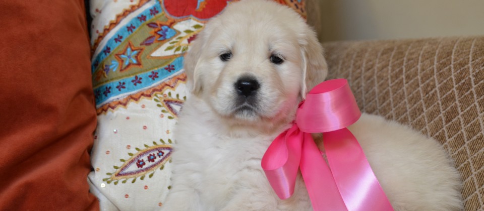 White Golden Retriever Puppy