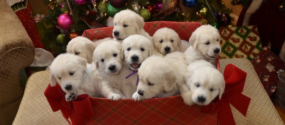 White Golden Retriever Puppies