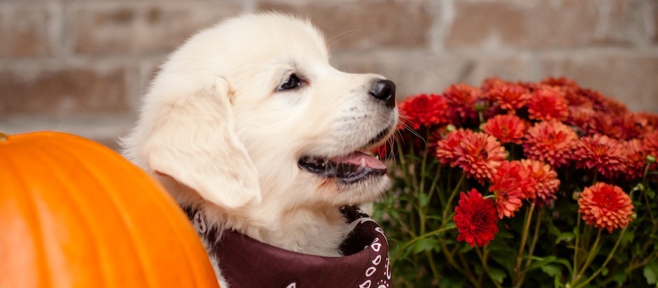 English Cream Golden Retriever - Mr Brown