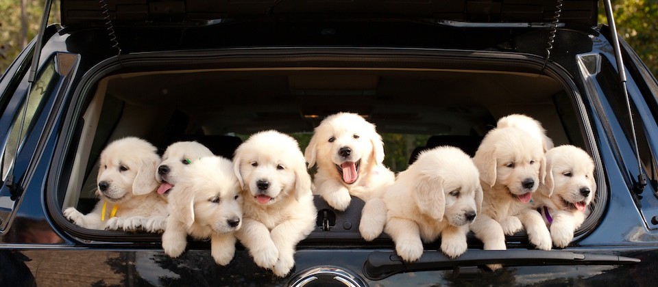 cadillac puppies