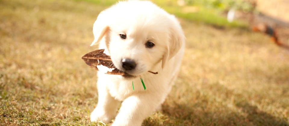 Outdoor Puppy picture