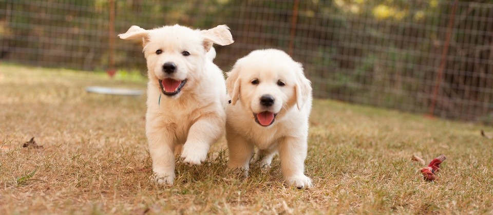 Puppies Running towards you