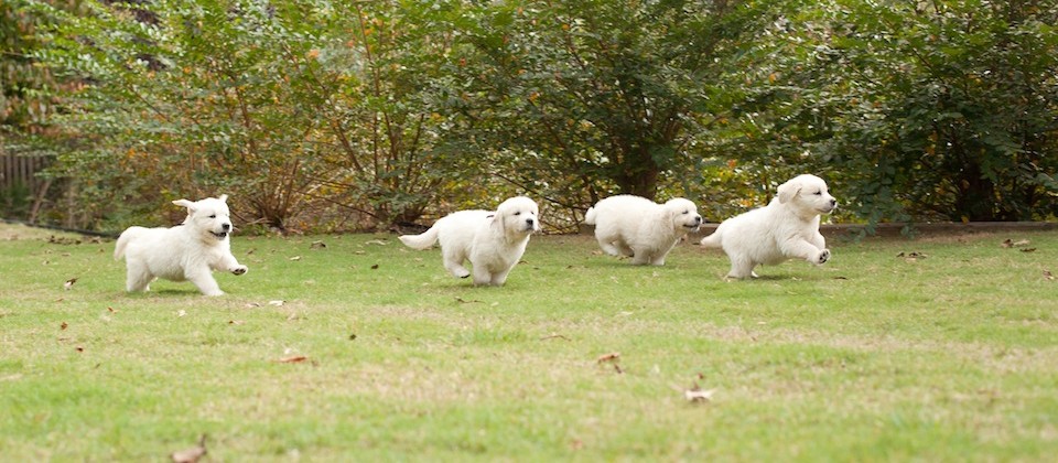 Litter of Golden Retriever Puppies Playing Outdoors