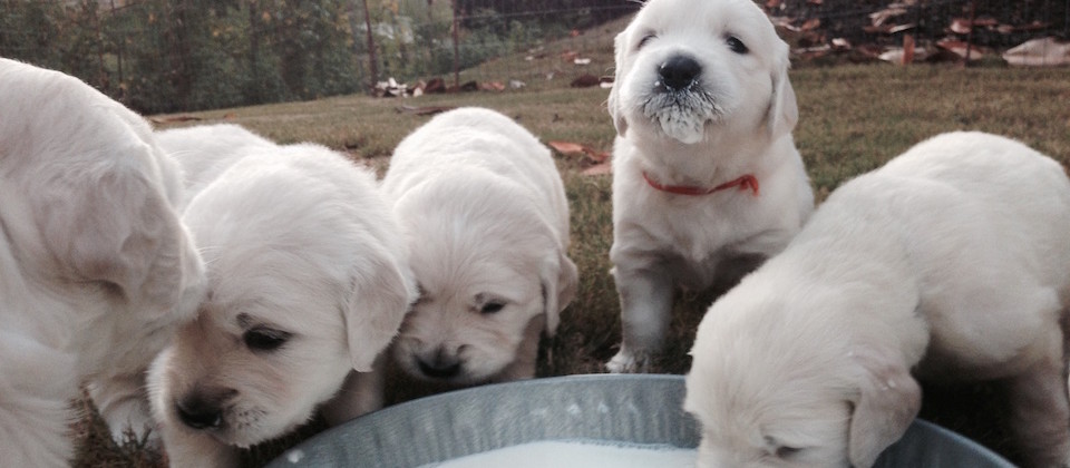 New Puppies Drinking Milk