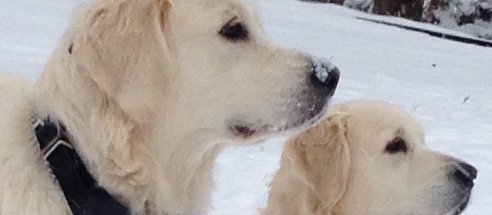 Golden Retrievers in Snow