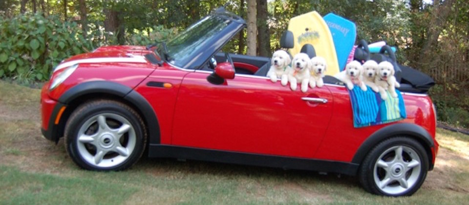 English Cream Puppies going Surfing